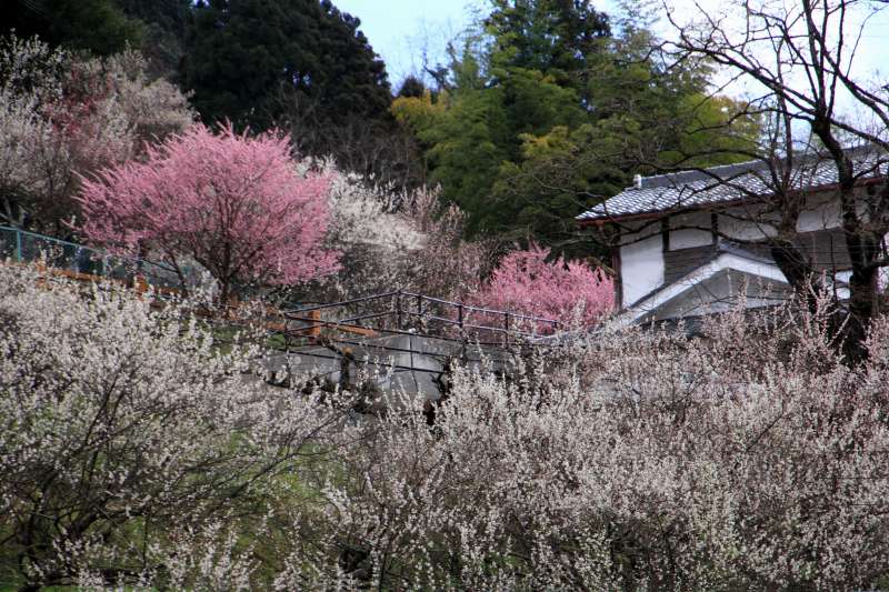 広橋梅林_007.jpg