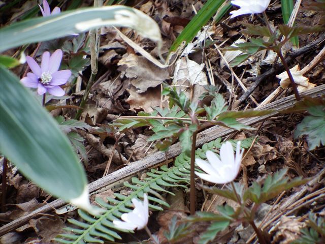 泉ヶ岳の水芭蕉 初心忘るべからず 楽天ブログ