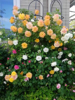 ささやきの薔薇の庭　ゴールドの素敵な額入り　オイルパステル画 ささやきの薔薇の庭 ゴールドの額入り オイルパステル画 - メルカリ