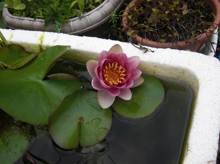 20130616水連.jpg