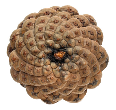 フィボナッチ数列3-2