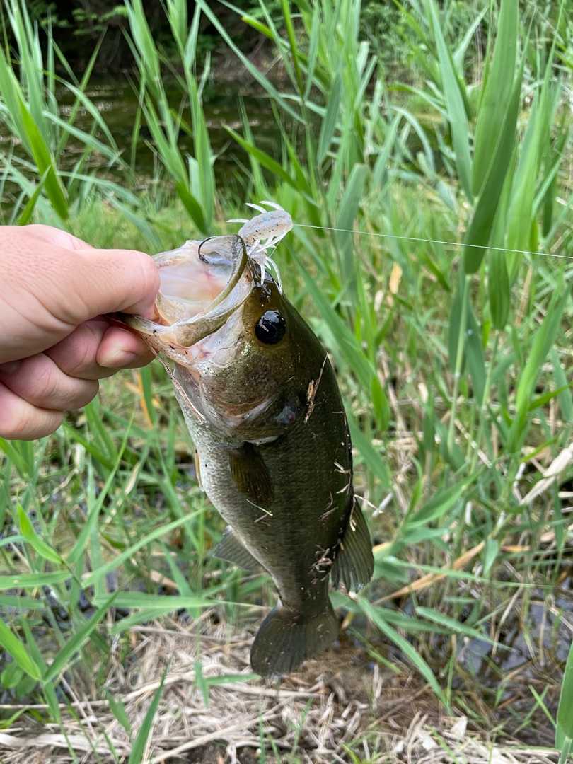 バス釣り 初心者バサーlのブログ 楽天ブログ