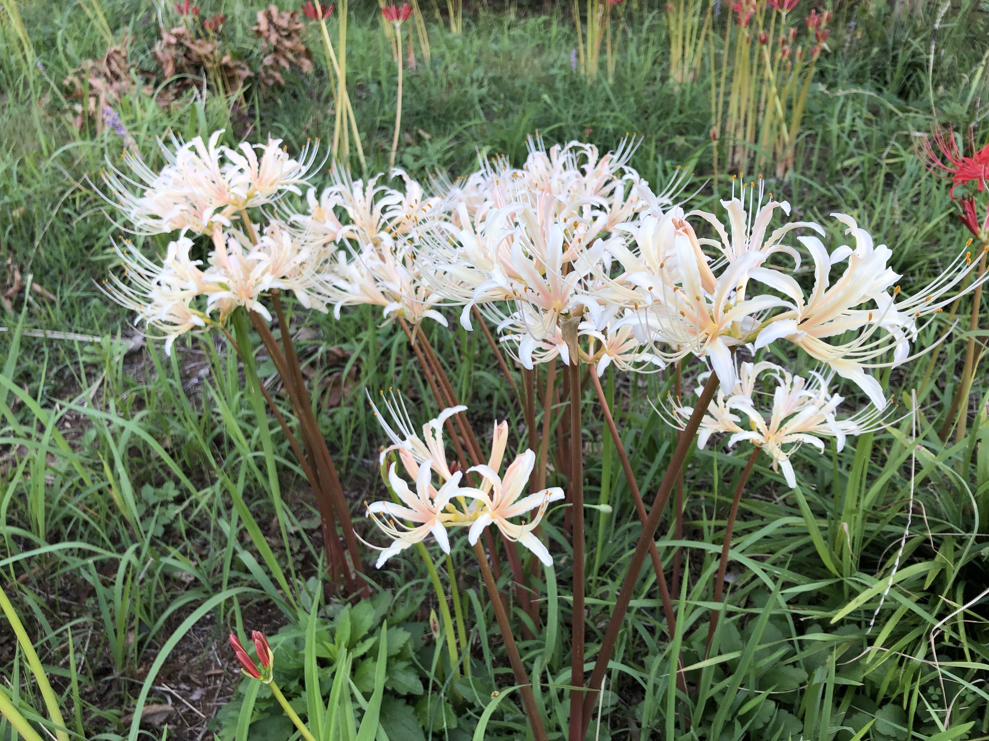 植物図鑑 ヒガンバナ 彼岸花 シロバナマンジュシャゲ 白花曼殊沙華 庭ぐらし 楽天ブログ