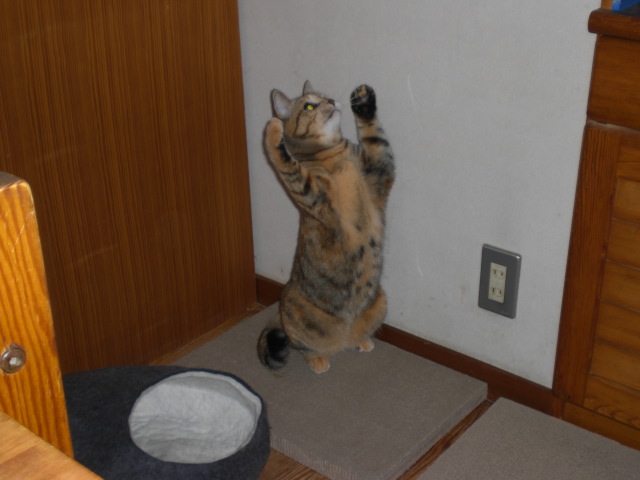 たっち.JPG