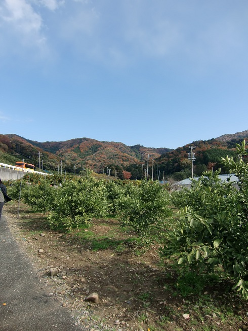 2012.12.4 みかん狩り