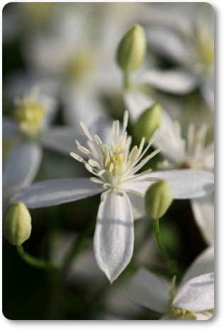 センニンソウ-5 13.9.11