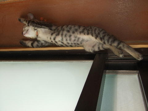 猫３.JPG