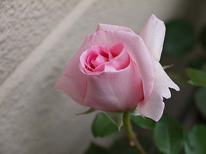 蕾が割れても咲かないバラに焦り 出揃ったバラの蕾 蕾探し1品種のみ バラの美と香りを求めて 楽天ブログ