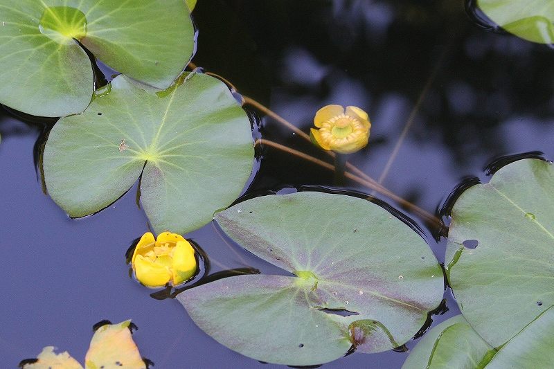 IMG_3027 (800x533).jpg