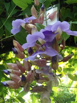 1014  benngaru yahazukazura.jpg