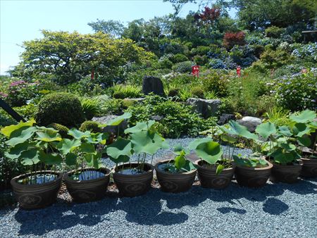 花のお寺「本勝寺」の紫陽花