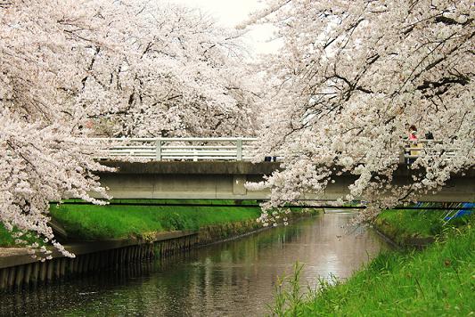 五条川の千本桜4.jpg