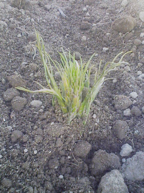 F1000038 - コピー (2).JPG