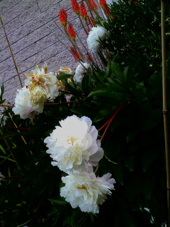 IMAGE007.jpg