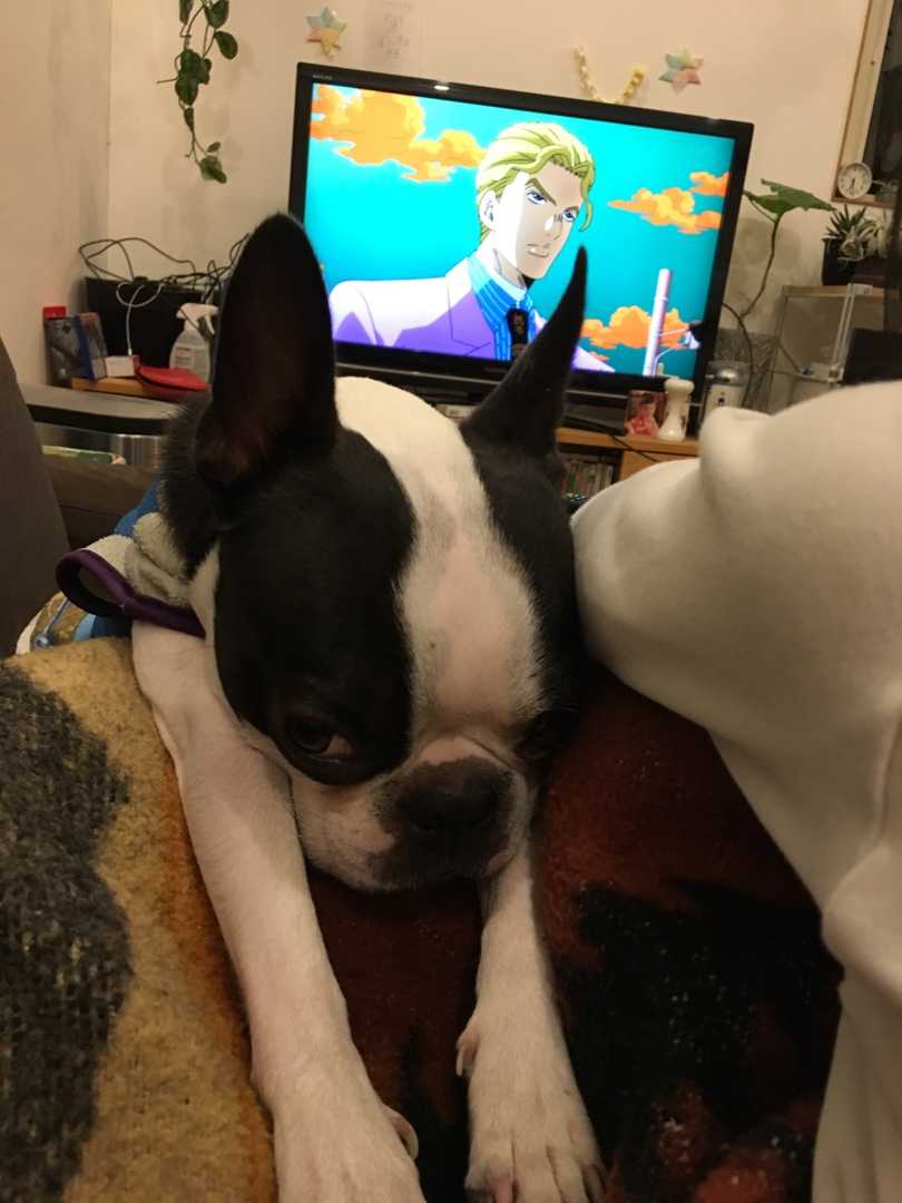 イギーvsキラークイーン イギーの奇妙な生活 楽天ブログ イギーvsキラークイーン イギーの奇妙な生活 楽天ブログ