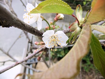 サクランボの花