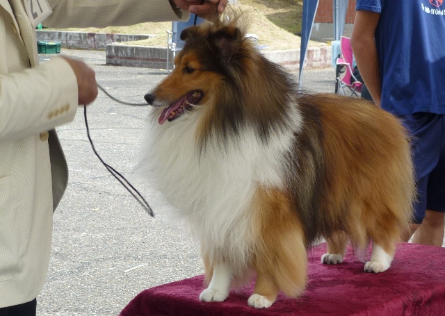 2012-9-9　JCC新潟展.JPG
