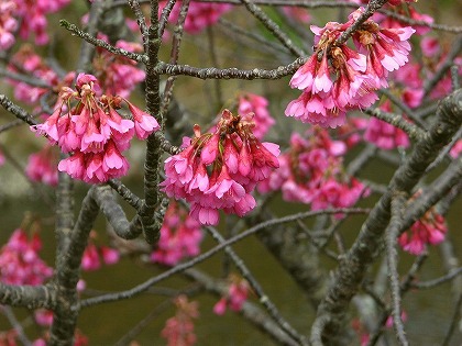 寒緋桜2