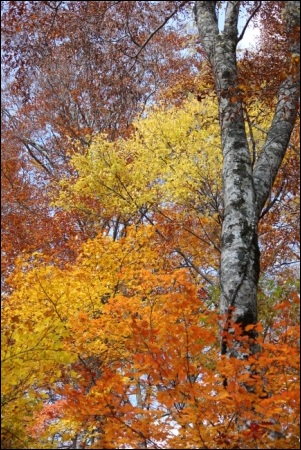 11月-2 ブナ七変化