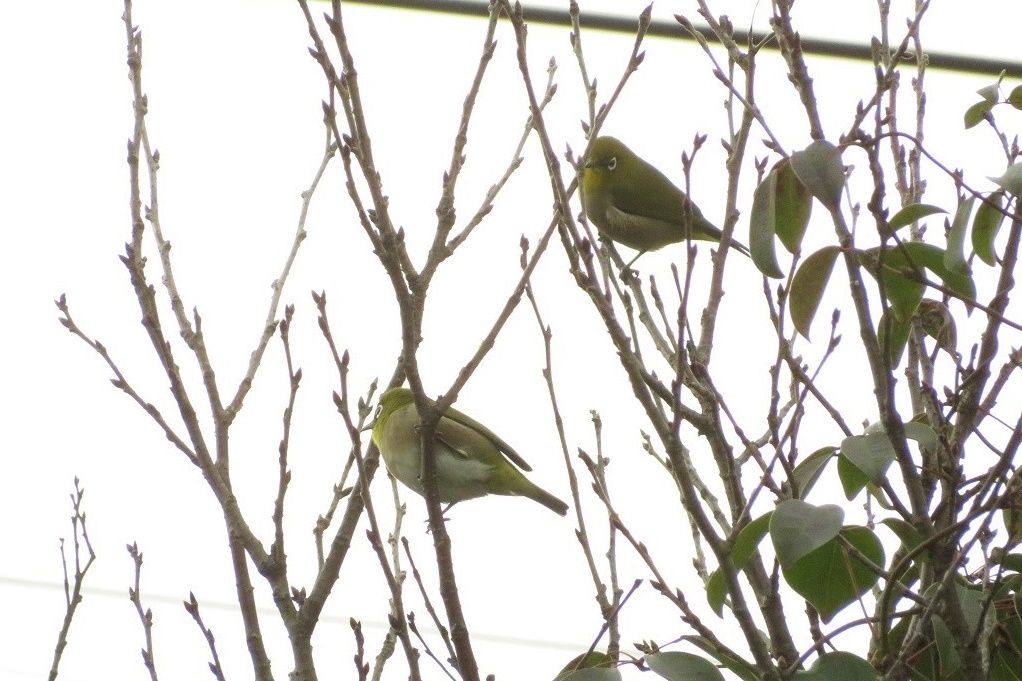 庭にメジロが来た ヒヨドリと紅梅 イソヒヨドリとハナミズキの実 大分金太郎の花鳥蝶月 楽天ブログ