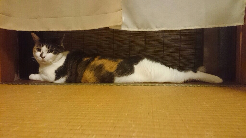 猫とウッチーには勝たれまい | Beauaide checks it ! - 楽天ブログ