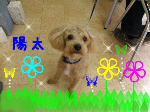 陽太.JPG