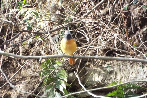 野鳥・２月２５日