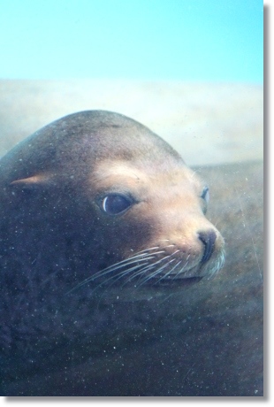 東京旅行-92 カルフォルニアアシカ-3 13.10.5