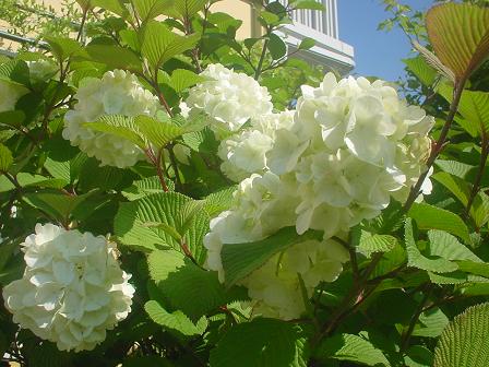 2013年4月28日 オオデマリ.jpg