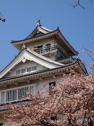 ２０１３年　４月　長浜城天守閣と桜.jpg