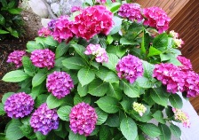 IMG_1501 - コピー.JPG