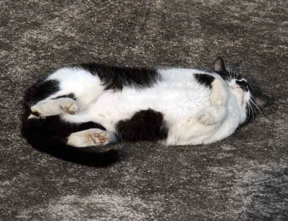 我が家のニャンコ♪2013/1/22-3