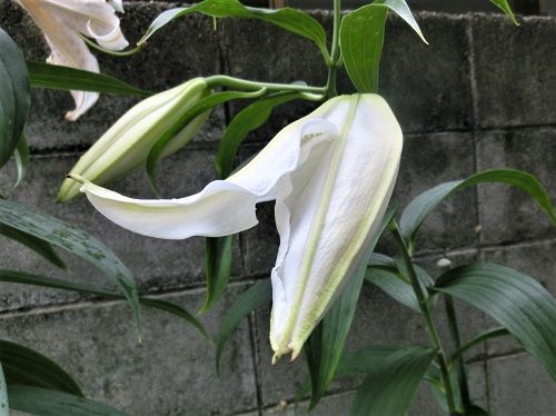 ユリ カサブランカ 開きかけのまま 椿に夢中 楽天ブログ