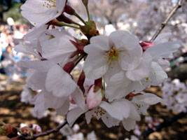 sakura4