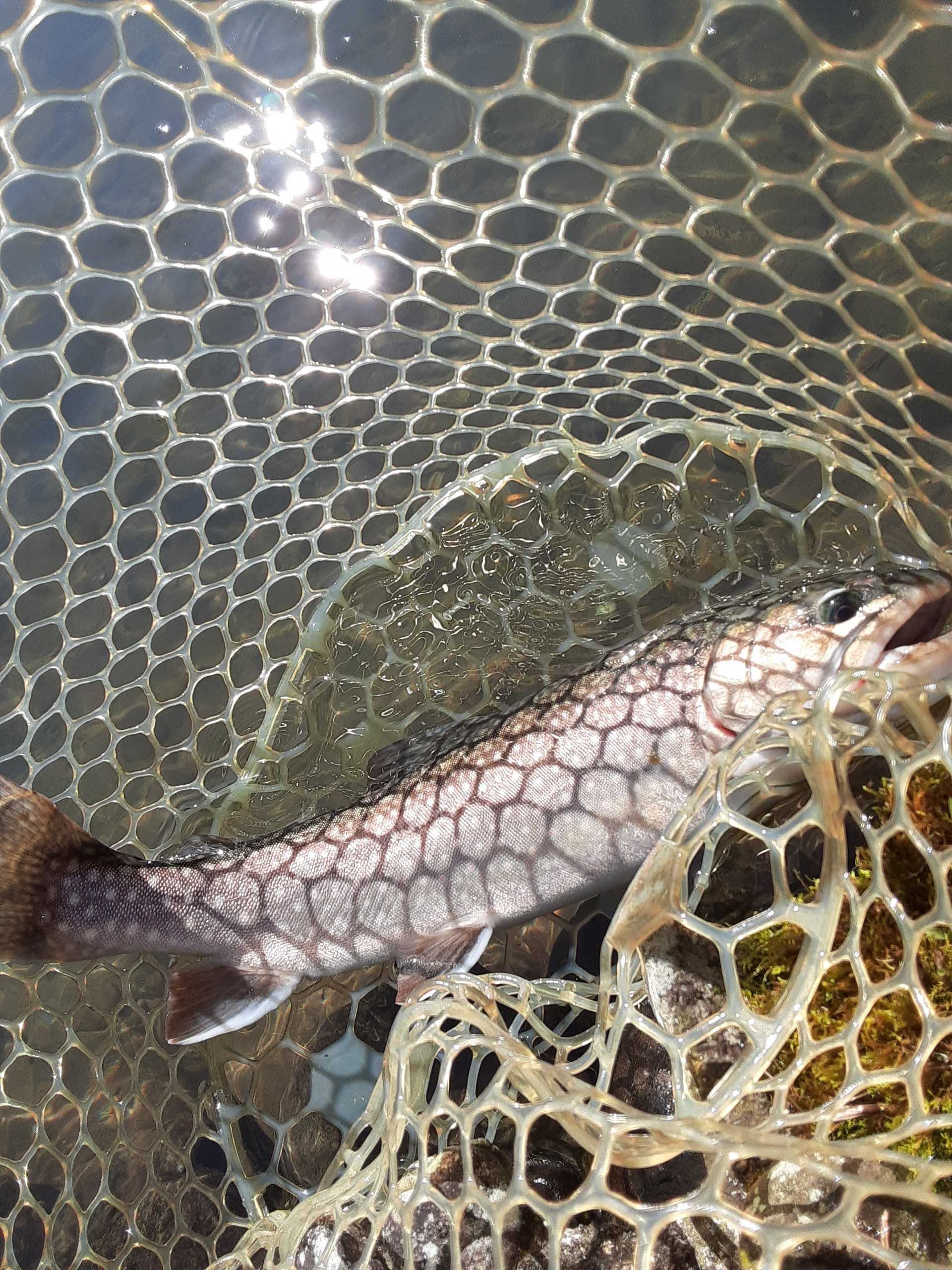 釣った魚を美味しく食べましょう イワナとヤマメを調理してみた タカの管釣り釣行記 楽天ブログ