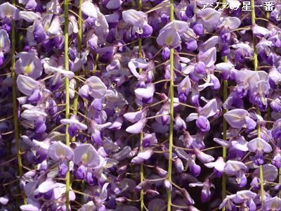 20160502 今治　松山　道後温泉2