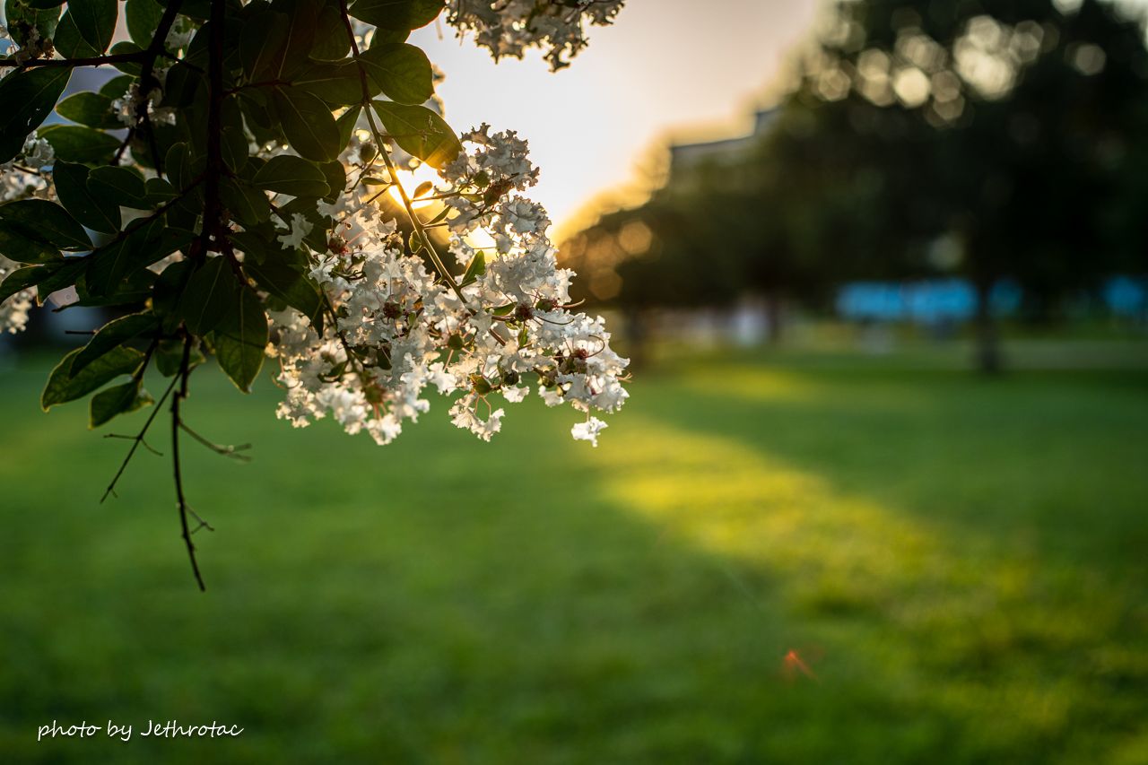MD ROKKOR 50mm F1.4」で早朝の光を | ♡ With My Cobby MD ROKKOR 50mm F1.4」で早朝の光を | ♡ With My Cobby
