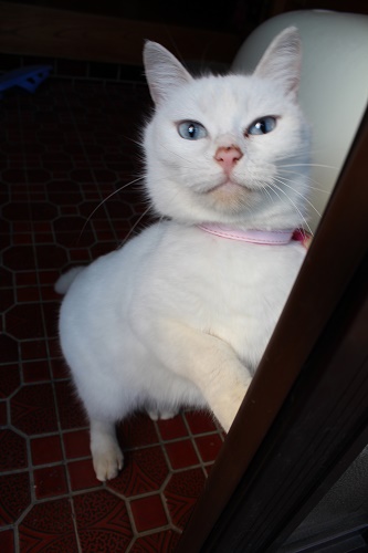 ナナちゃん (4).JPG