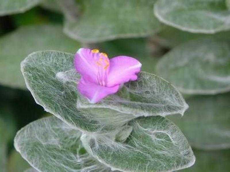 水曜日 腫れ トラディスカンティア・シラモンタナ（Tradescantia sillamontana） | たかさんの書斎 - 楽天ブログ