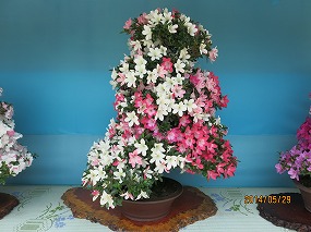 IMG_3131b.jpg
