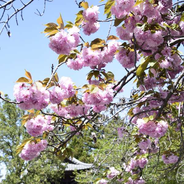 文殊寺の早咲き桜と、これから咲く芝桜 | 見栄子の熊谷らいふ♪ - 楽天