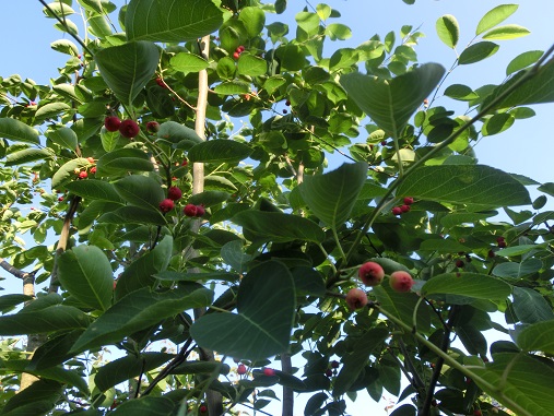 ジューンベリー