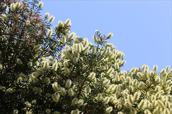 カリステモン・フォルモスス Callistemon formosus()