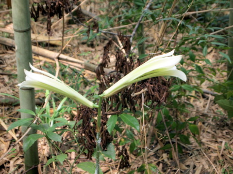 2株目の花。外　横顔