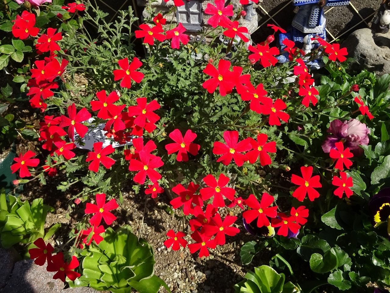 3月27日 今日の一花 サンブリテニア スカーレット Gazengamaのブログ 散歩中に出合った花と趣味の陶芸作品 楽天ブログ