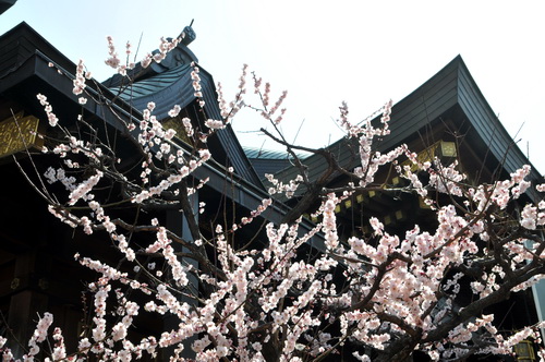 yushima_ume2013g.jpg