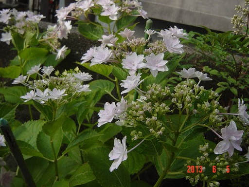 DSC01131.JPG
