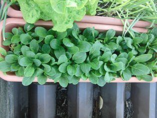 屋上菜園の小松菜 １回目の間引き ほっこり家庭菜園 楽天ブログ