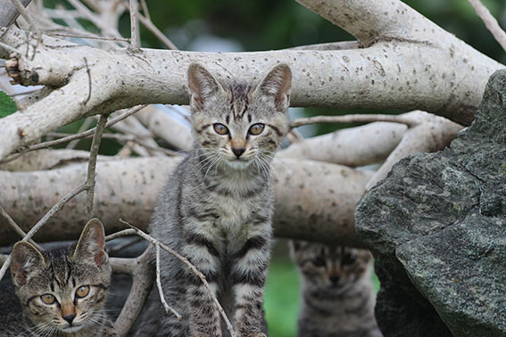 我が家のニャンコ♪2014/07/14-2