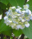 201306131549001.jpg